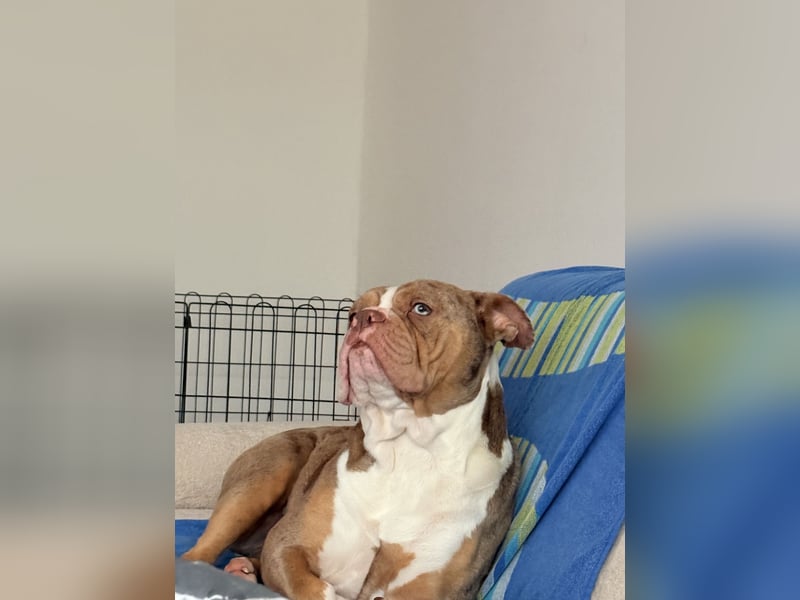 Old englisch bulldogge