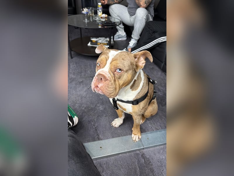Old englisch Bulldog
