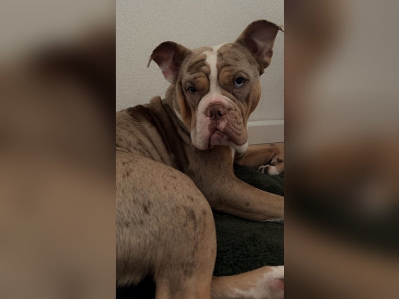 Old englisch Bulldogge Perla