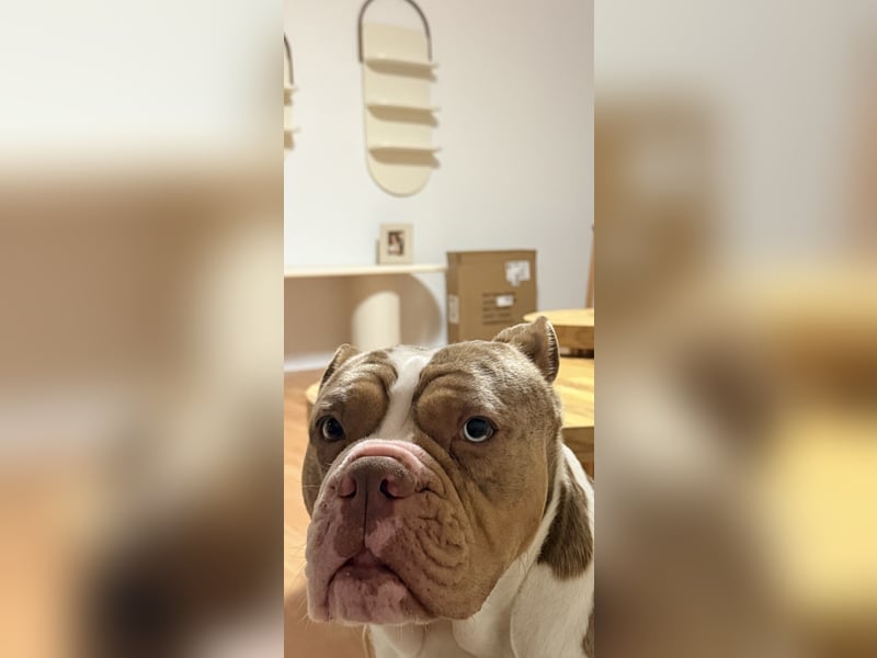 Old englisch Bulldogge Perla