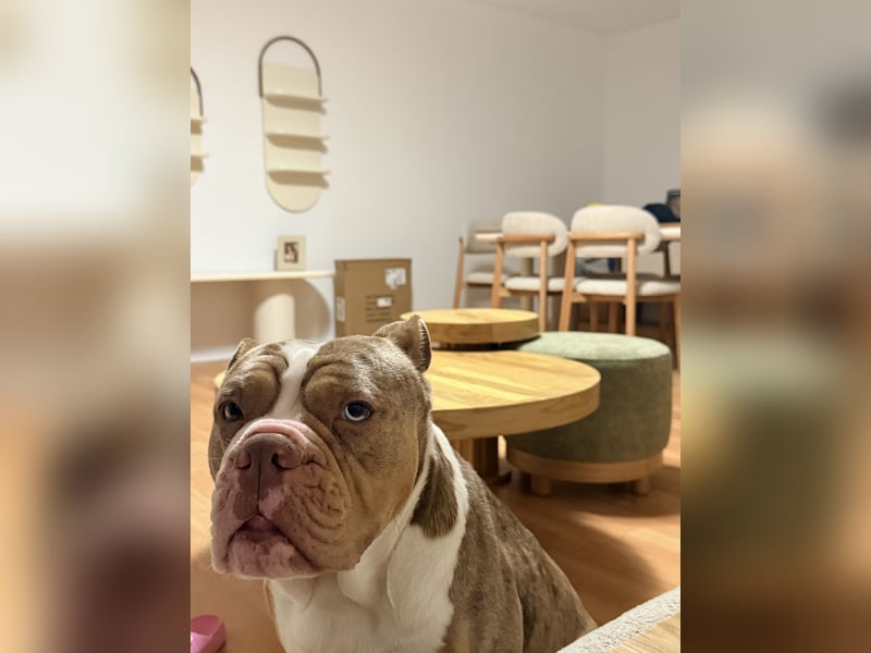 Old englisch Bulldog