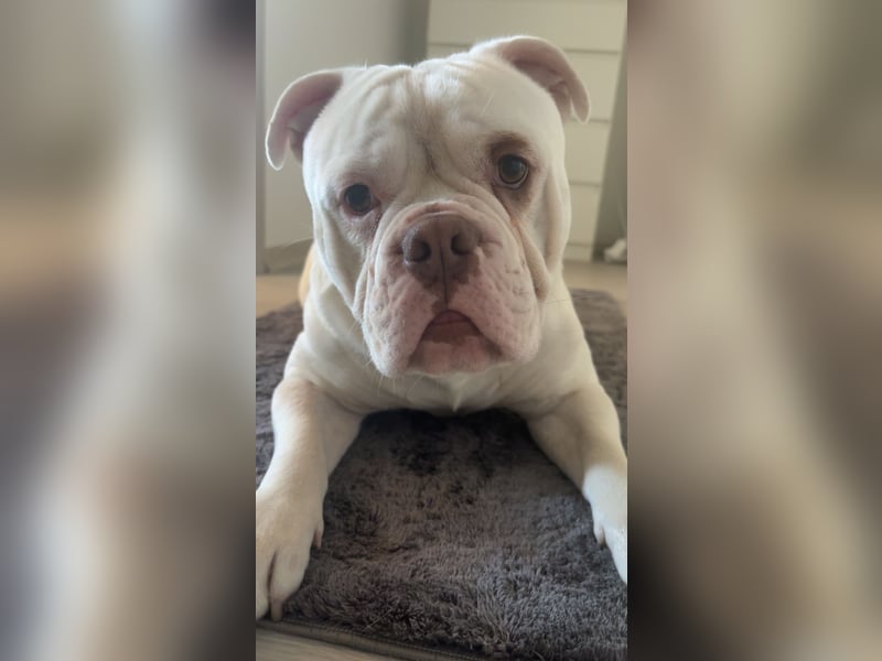 Old englisch Bulldog zu verschenken