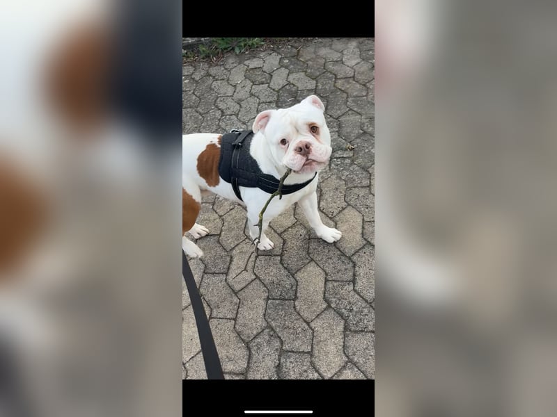 Old englisch Bulldog zu verschenken