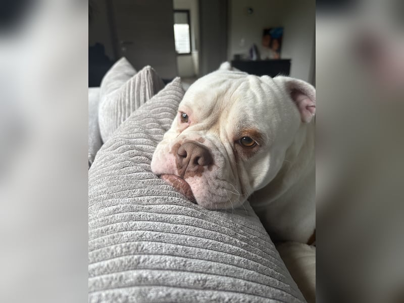 Old englisch Bulldog zu verschenken