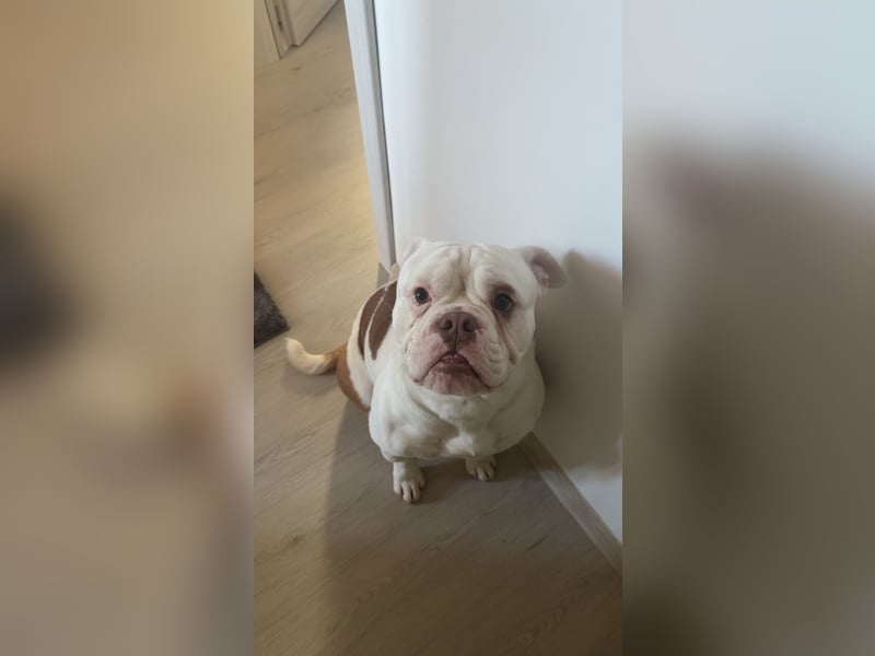 Old englisch Bulldog zu verschenken