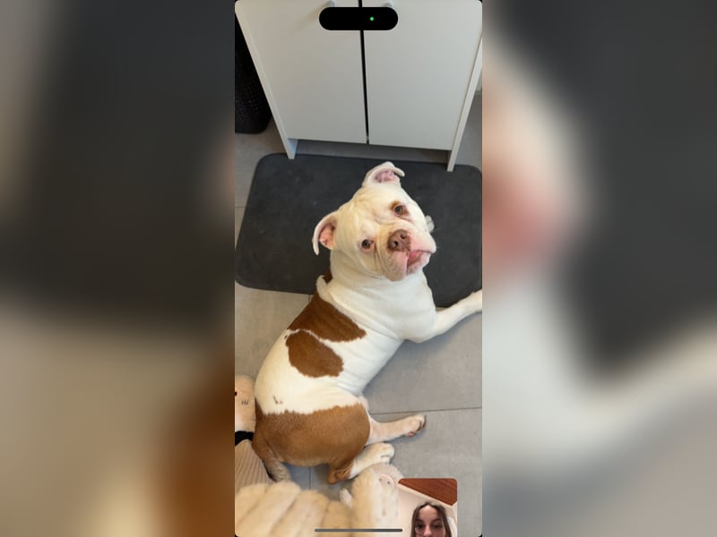 Old englisch Bulldog zu verschenken