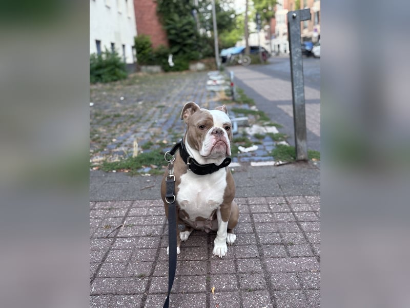 Old English Bulldog Hündin sucht ein neues, passendes Zuhause