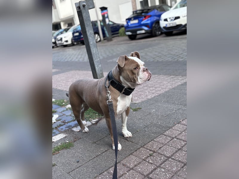 Old English Bulldog Hündin sucht ein neues, passendes Zuhause