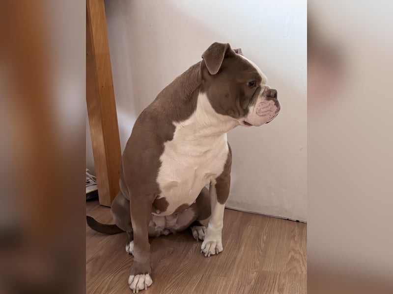 Old English Bulldog Hündin sucht ein neues, passendes Zuhause