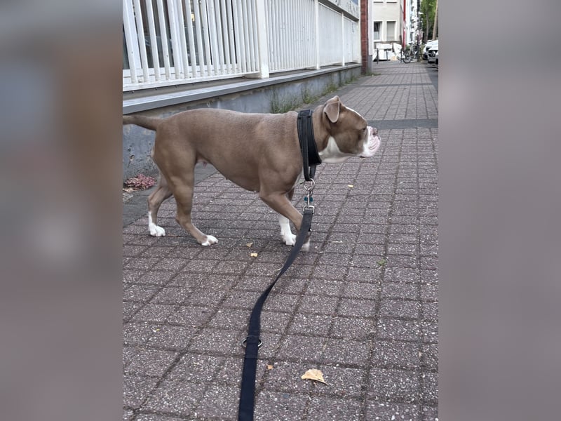 Old English Bulldog Hündin sucht ein neues, passendes Zuhause