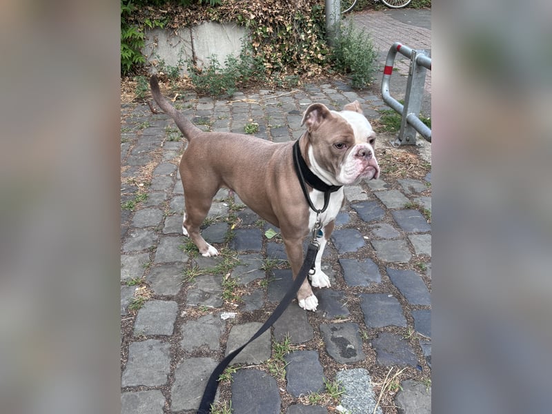 Old English Bulldog Hündin sucht ein neues, passendes Zuhause