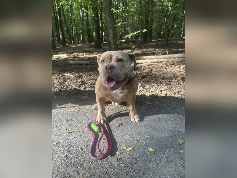 Wunderschöne Old English Bulldogge sucht Bestzuhause