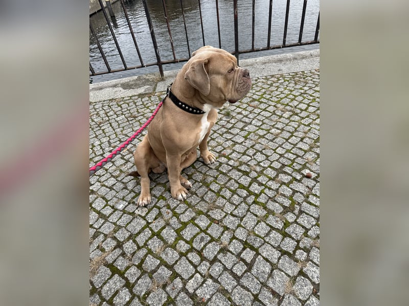 Wunderschöne Old English Bulldogge sucht Bestzuhause