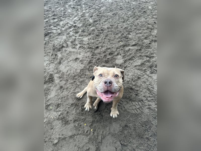 Wunderschöne Old English Bulldogge sucht Bestzuhause