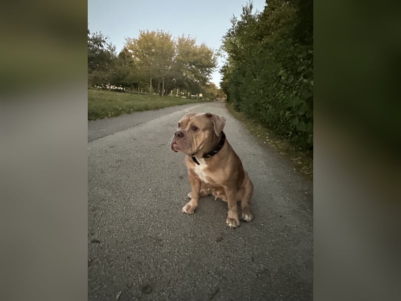 Wunderschöne Old English Bulldogge sucht Bestzuhause