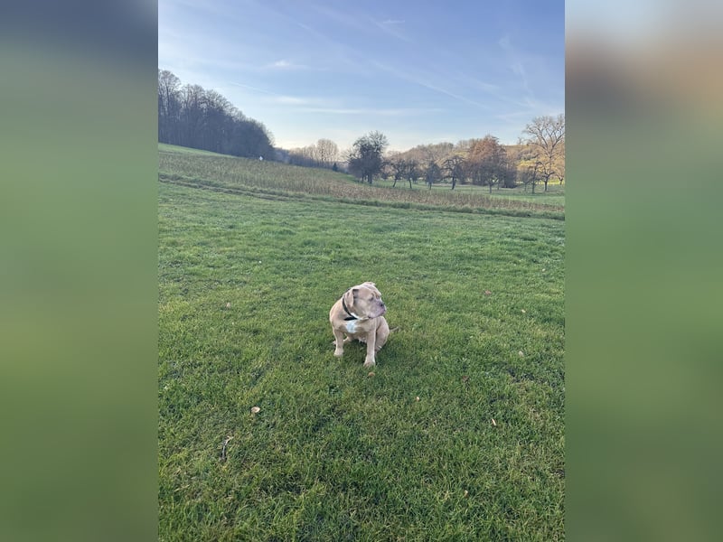 Wunderschöne Old English Bulldogge sucht Bestzuhause