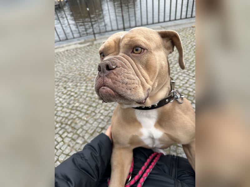 Wunderschöne Old English Bulldogge sucht Bestzuhause