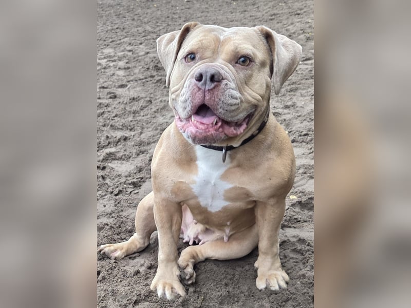 Wunderschöne Old English Bulldogge sucht Bestzuhause