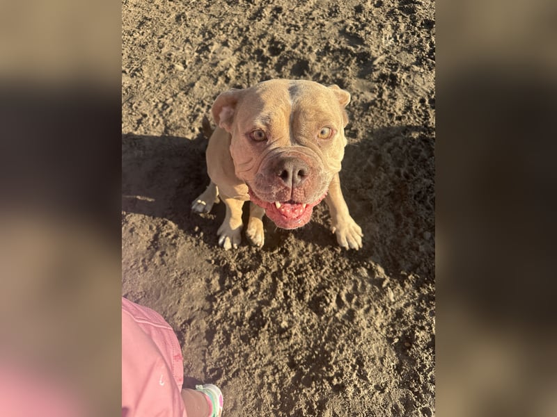Wunderschöne Old English Bulldogge sucht Bestzuhause