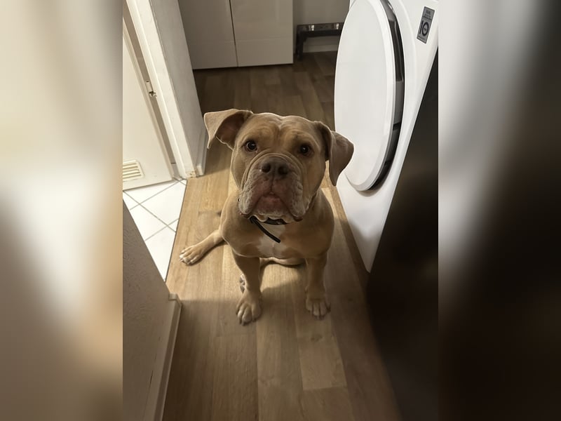 Wunderschöne Old English Bulldogge sucht Bestzuhause