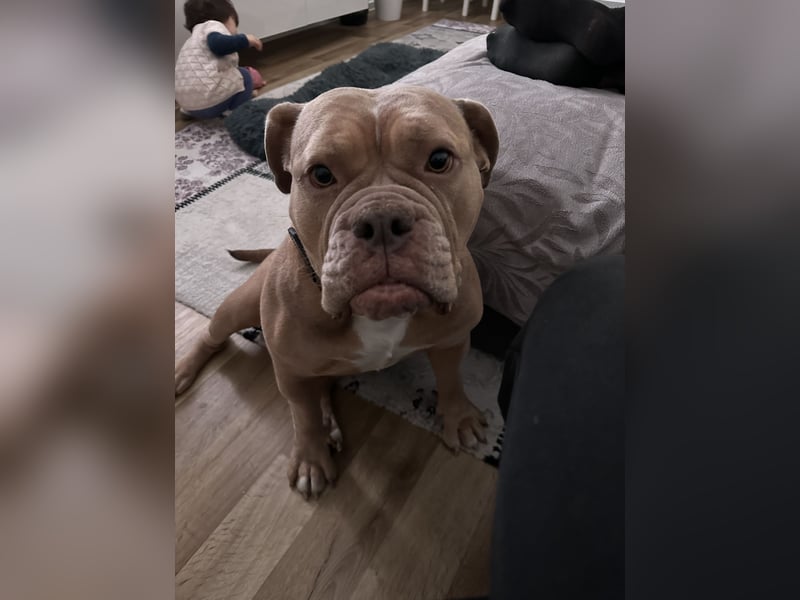 Wunderschöne Old English Bulldogge sucht Bestzuhause