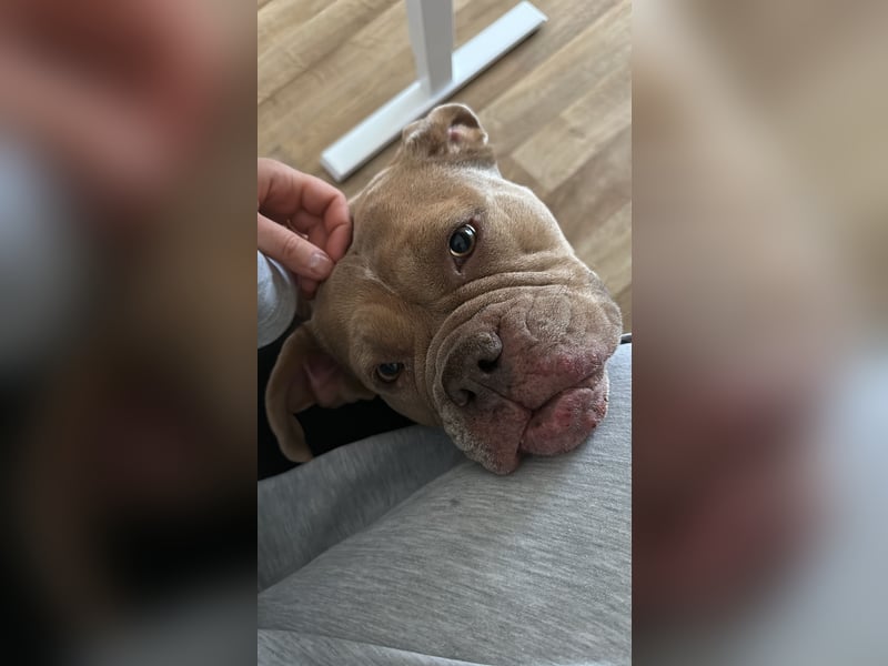 Wunderschöne Old English Bulldogge sucht Bestzuhause