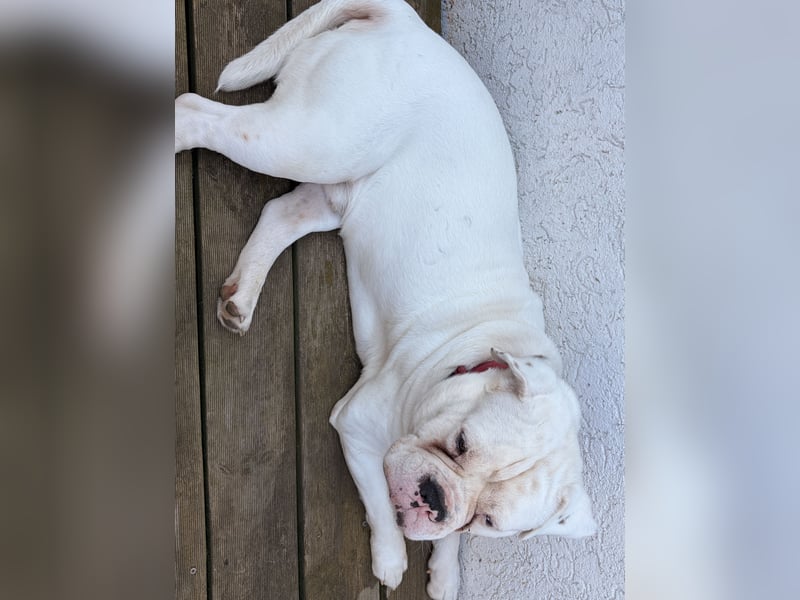 Old English Bulldog