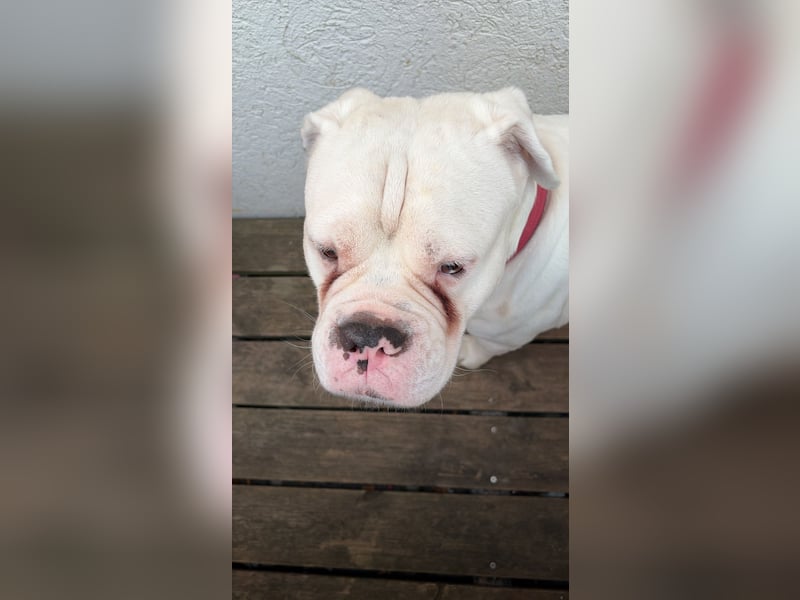 Old English Bulldog
