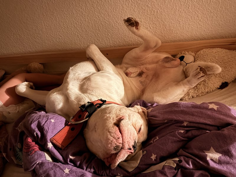 Old English Bulldog