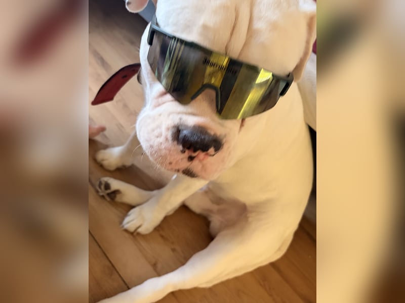 Old English Bulldog