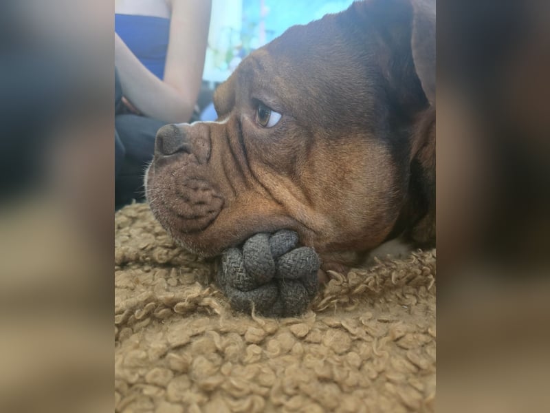 Capo OEB 4jähriger Rüde, old english Bulldogge