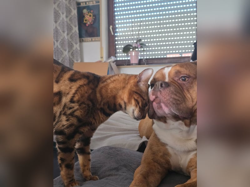 Capo OEB 4jähriger Rüde, old english Bulldogge