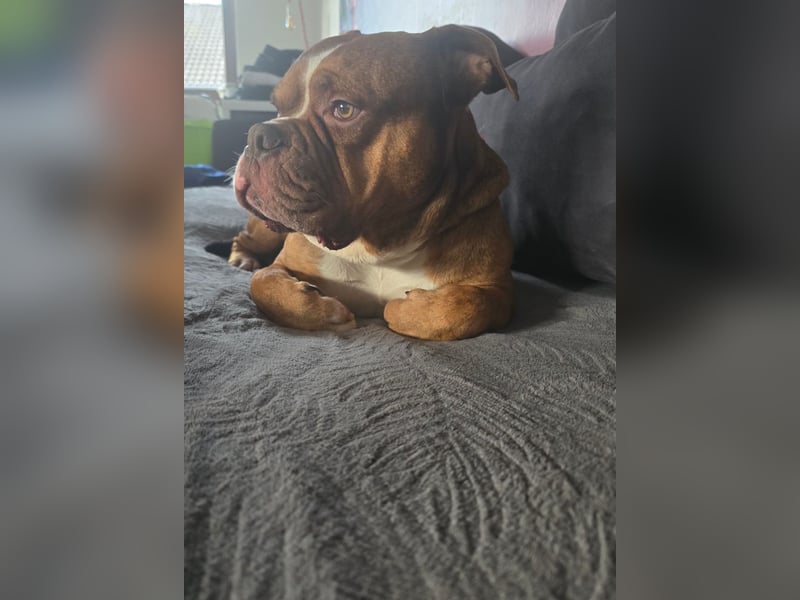 Capo OEB 4jähriger Rüde, old english Bulldogge
