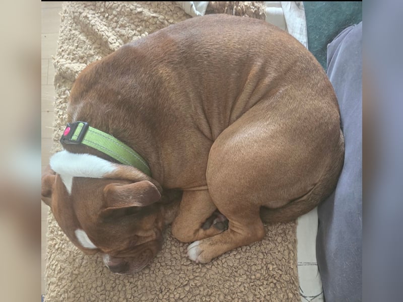 Capo OEB 4jähriger Rüde, old english Bulldogge