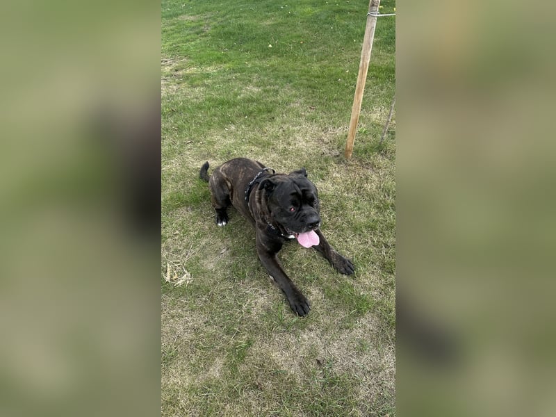 Old English Bulldog