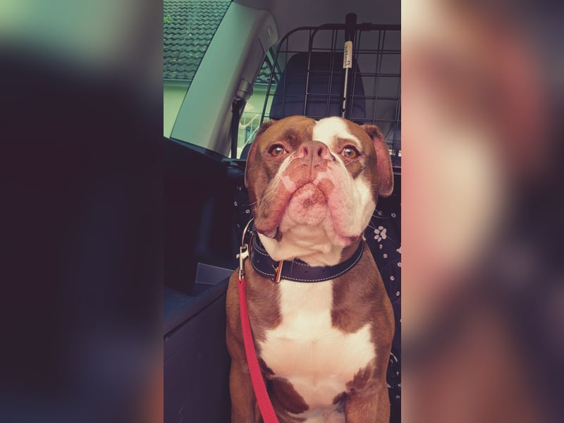 Spike sucht neues Zuhause