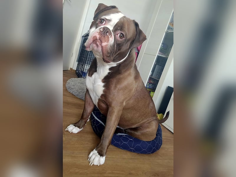 Spike sucht neues Zuhause