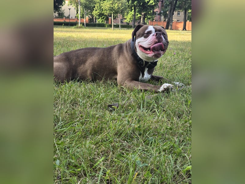 Spike sucht neues Zuhause