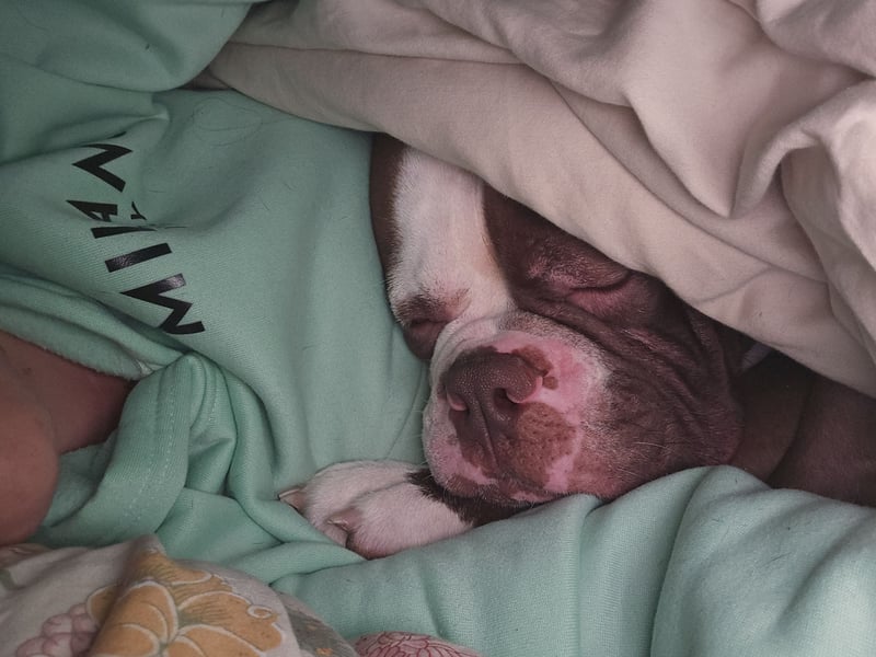 Spike sucht neues Zuhause