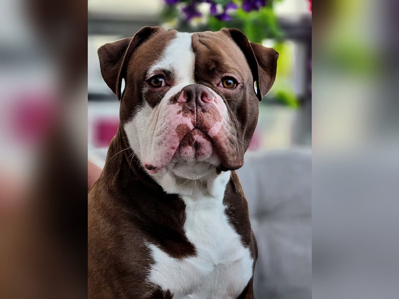 Spike sucht neues Zuhause