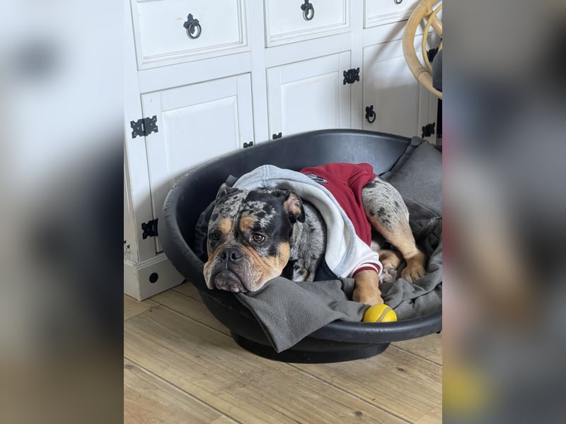 Anhänglicher, fröhlicher Old Englisch Bulldogge sucht festen Menschen für Abenteuer