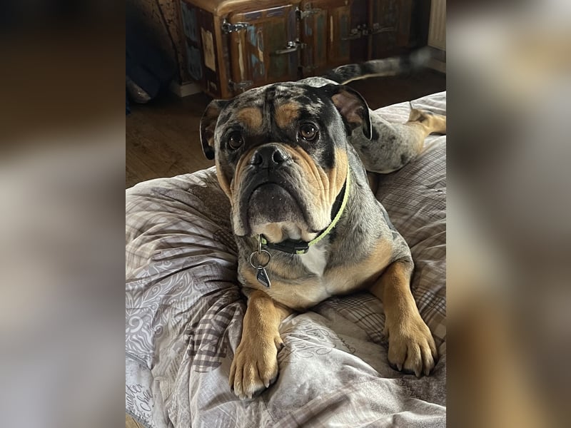 Anhänglicher, fröhlicher Old Englisch Bulldogge sucht festen Menschen für Abenteuer