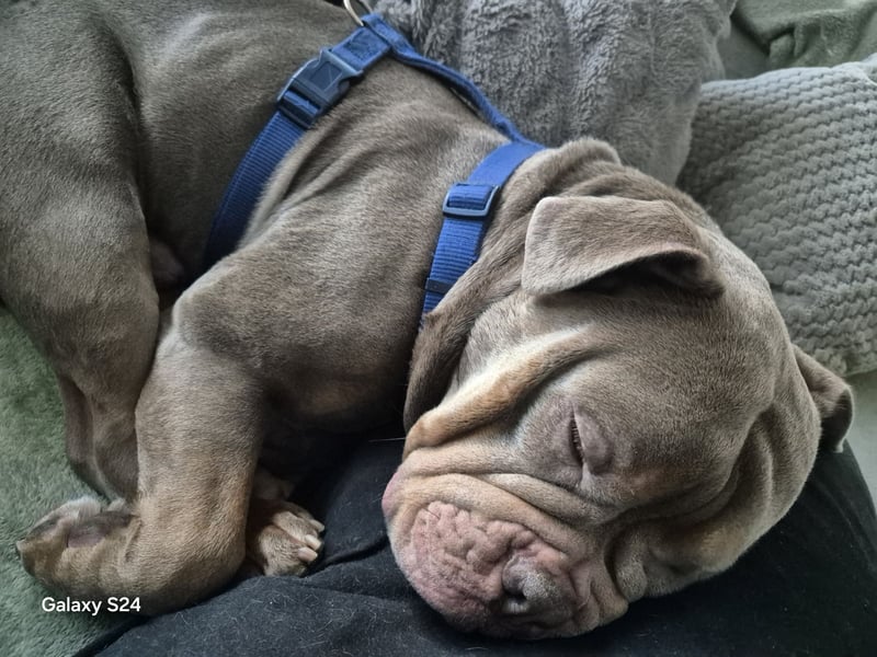 Liebevolle Old English Bulldogge „Dobby“ sucht erfahrenes Zuhause