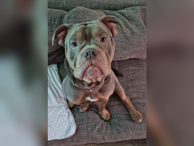 Liebevolle Old English Bulldogge „Dobby“ sucht erfahrenes Zuhause