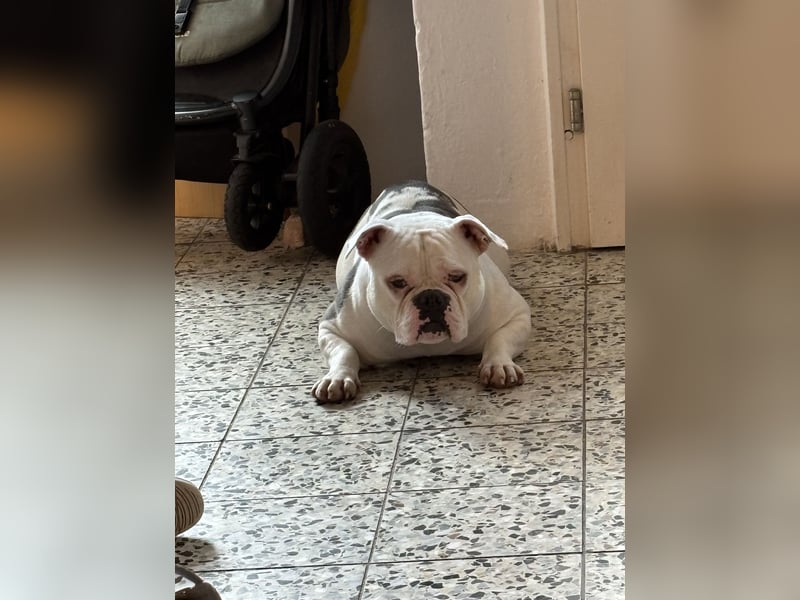 Old englisch Bulldog
