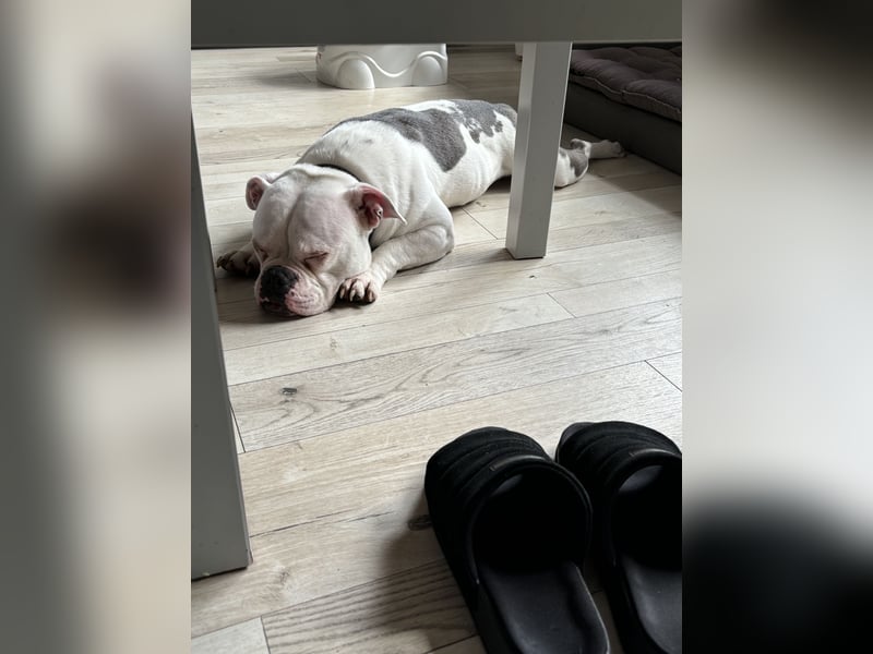 Old englisch Bulldog
