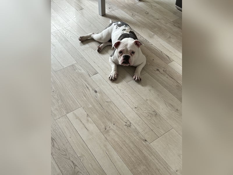 Old englisch Bulldog