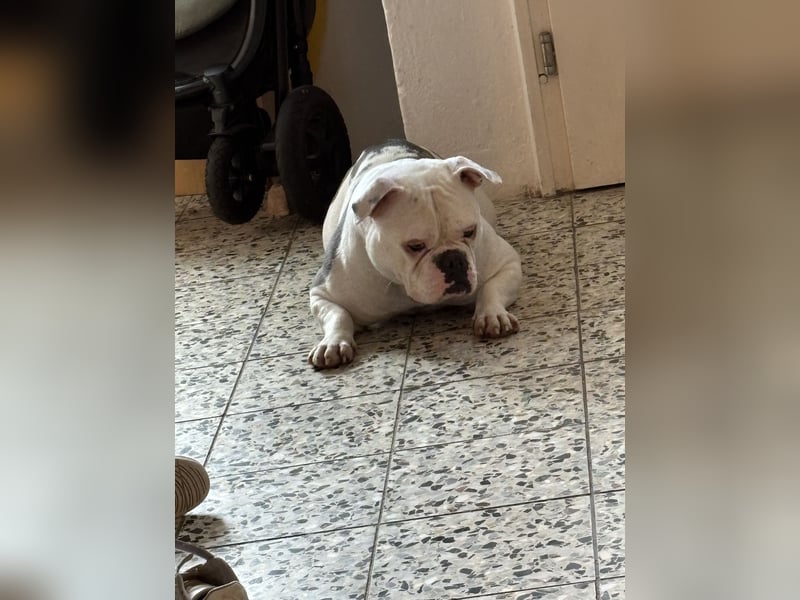 Old englisch Bulldog