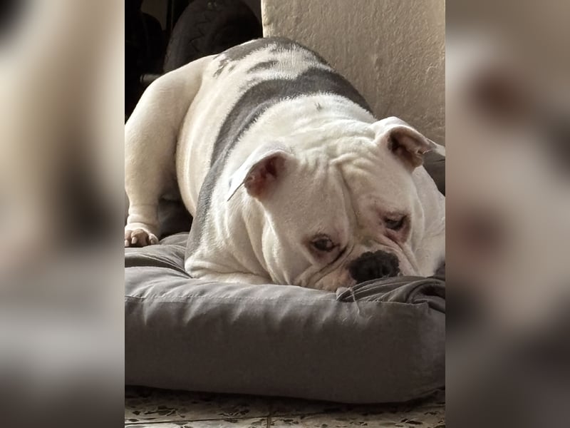 Old englisch Bulldog