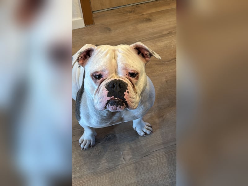 Old englisch Bulldog